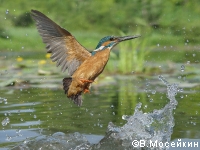 Kingfisher flying.tif